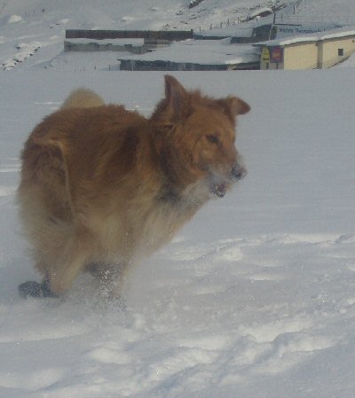 Skiurlaub Hintertux 2006 032 hunde (3)